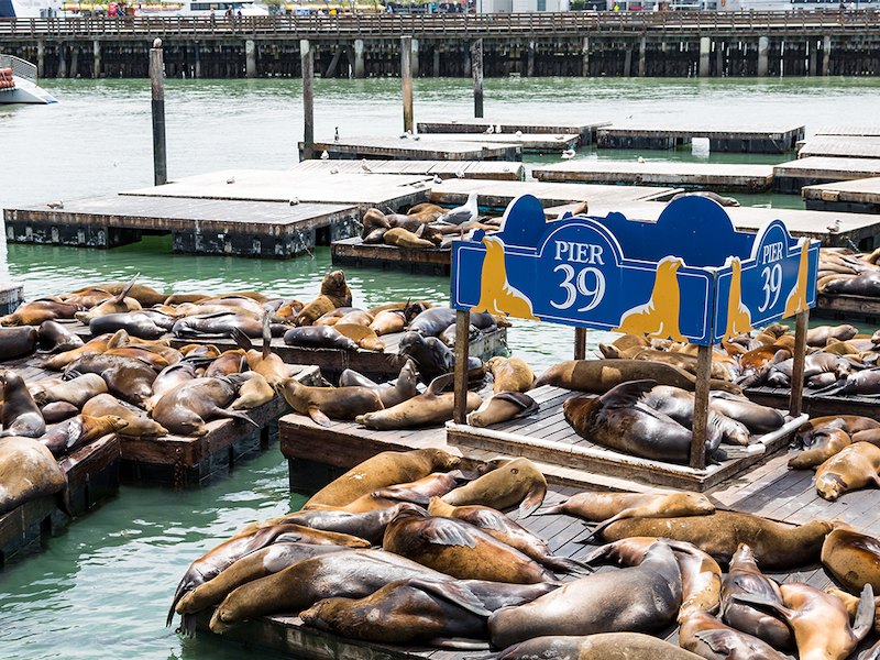 Pier 39 with seals laying on the docks